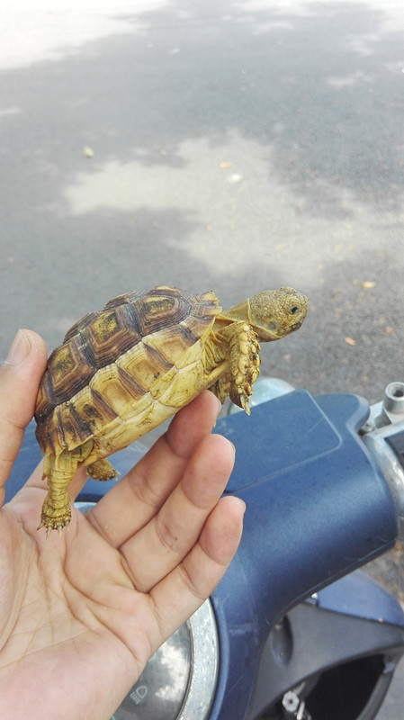 继续接苏卡达苗预定