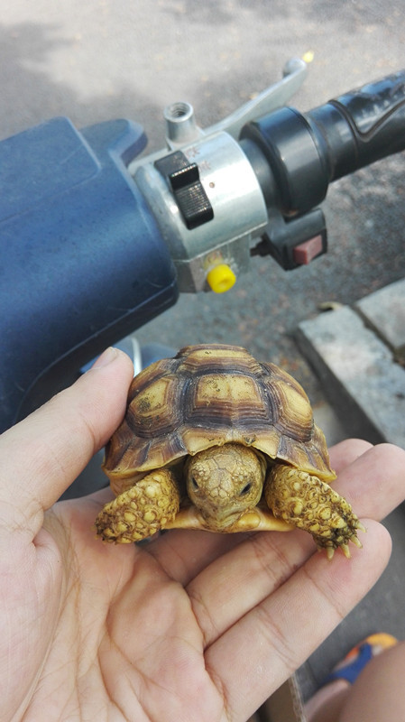 继续接苏卡达苗预定