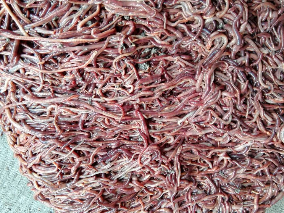 活红蚯蚓 批发 钓鱼 种苗 鱼饵
