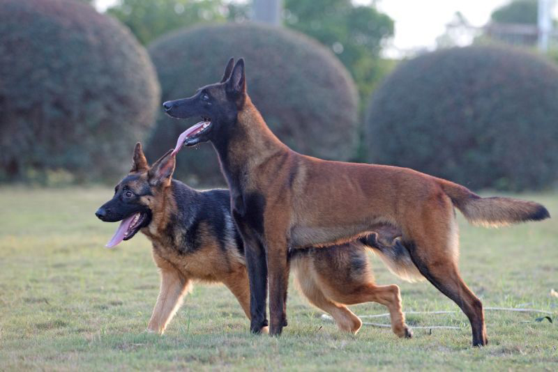 黑胸红毛马犬种公对外借配