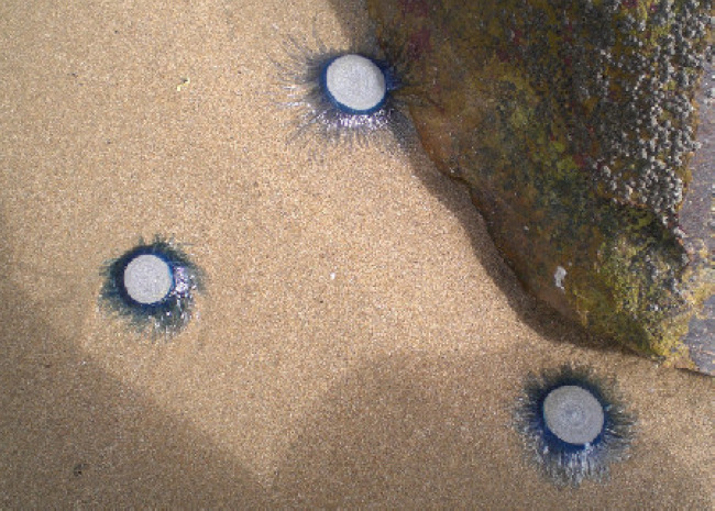 海边透明的圆形生物图片