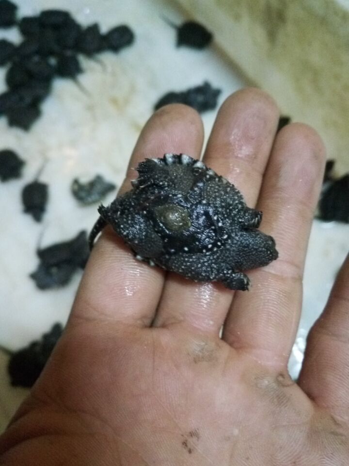 2015年大黄苗杂佛头苗35元,50条起30元