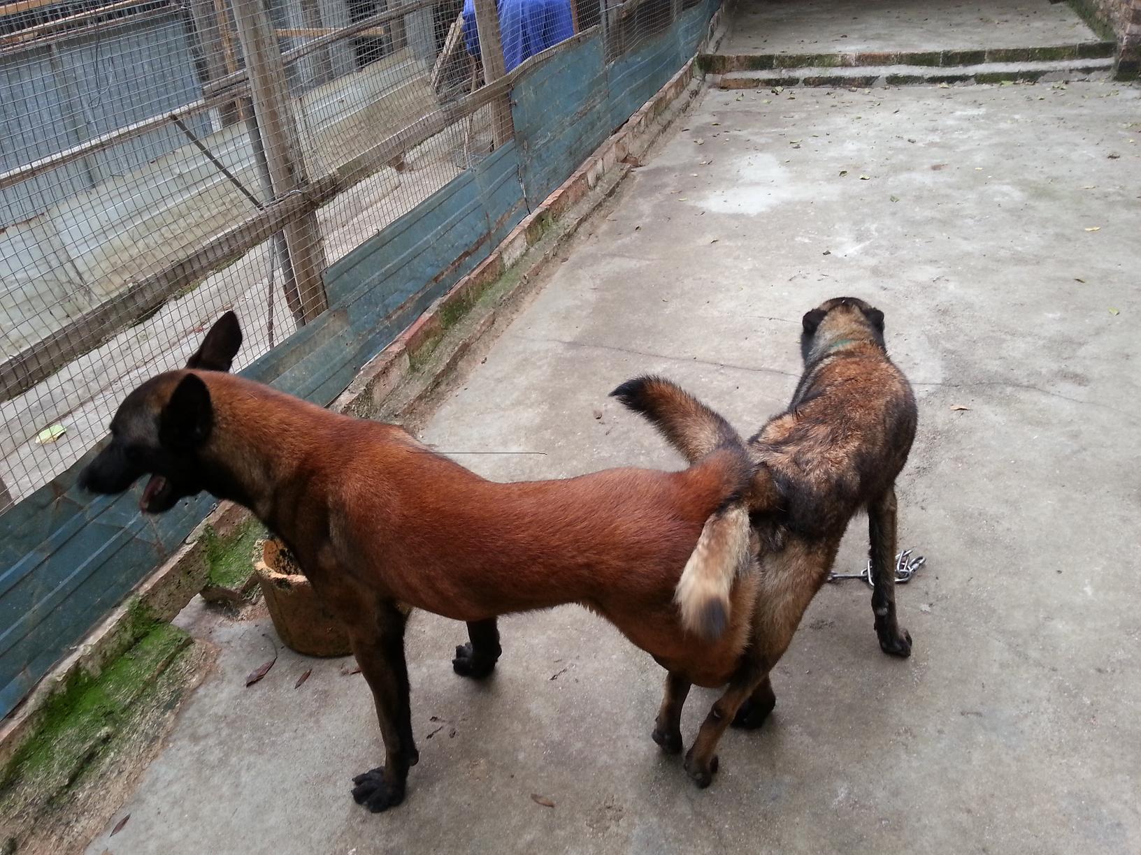 出一窝小马犬,电联