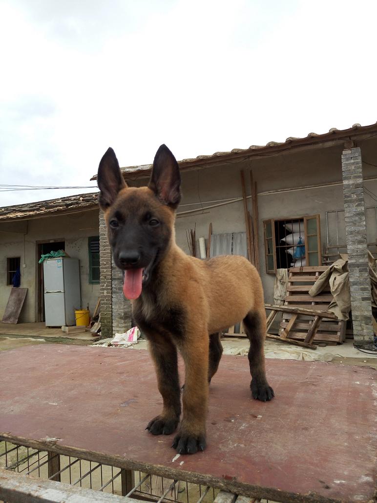 马犬幼犬100元出售图片