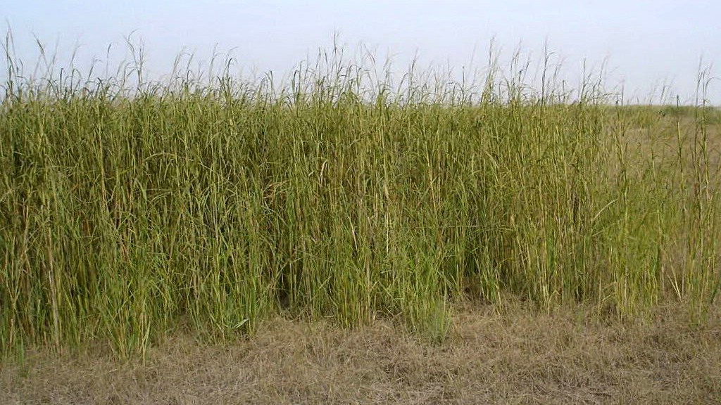 互花米草入侵北海,蔓延面积6000多亩,占北海海岸线总长25%