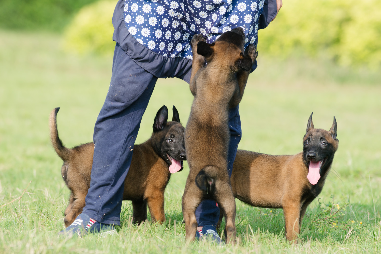 出两个月的马犬,电联