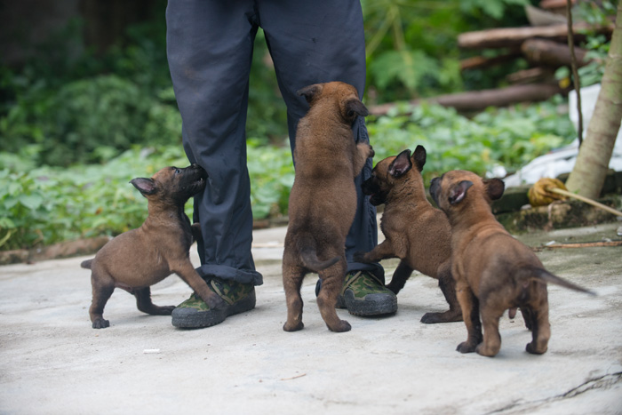 一个多月的小马犬-猫狗交易-北海365网(beihai365.com)