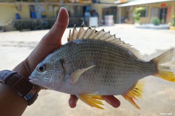 女神经病最喜欢吃的北海鱼之不正经解说药不能停啊亲