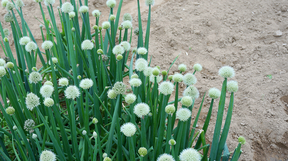 李姨地里种的木葱,也叫汉葱,我还是第一次看到这种蔬菜,感觉很新鲜.