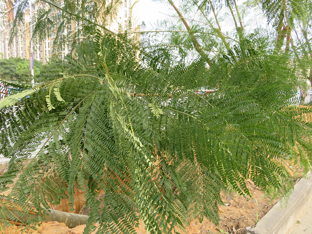 柳州变身"紫荆花海"是否让北海人感到酸楚?