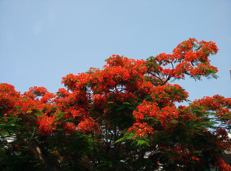 北海长青公园凤凰树花开满树