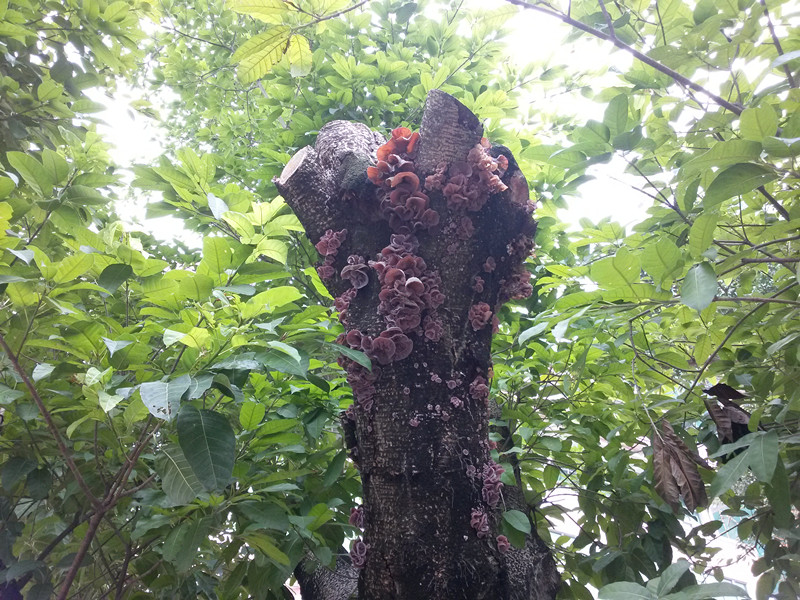 海南西路路边的一棵树木长出一大堆木耳.