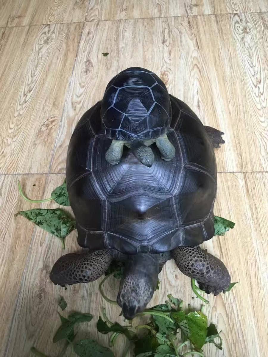 陆狗其实拿水龟池养也ok