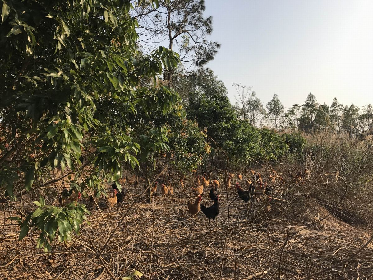 合浦石湾镇松香源农庄香草谷鸡,谷鸡初生蛋,天然美味又健康!