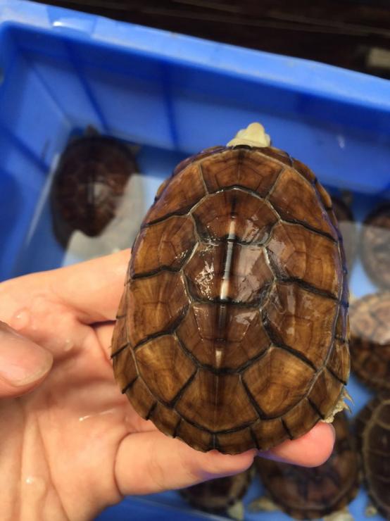 在高德养的一些小青头.