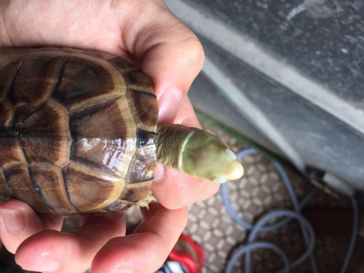 在高德养的一些小青头.