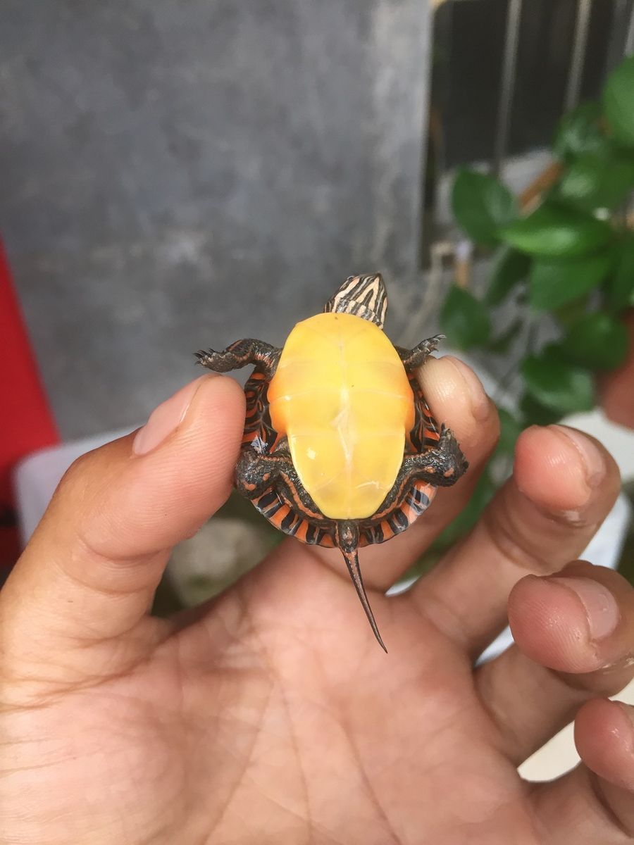 进口东锦苗~~玩家级别~~肉底非常红