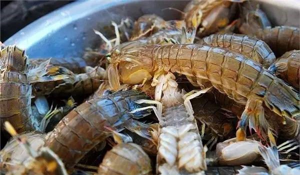 皮皮虾:老子今天哪也不去了,给我搬小板凳听我讲吃掉我们的n种方法