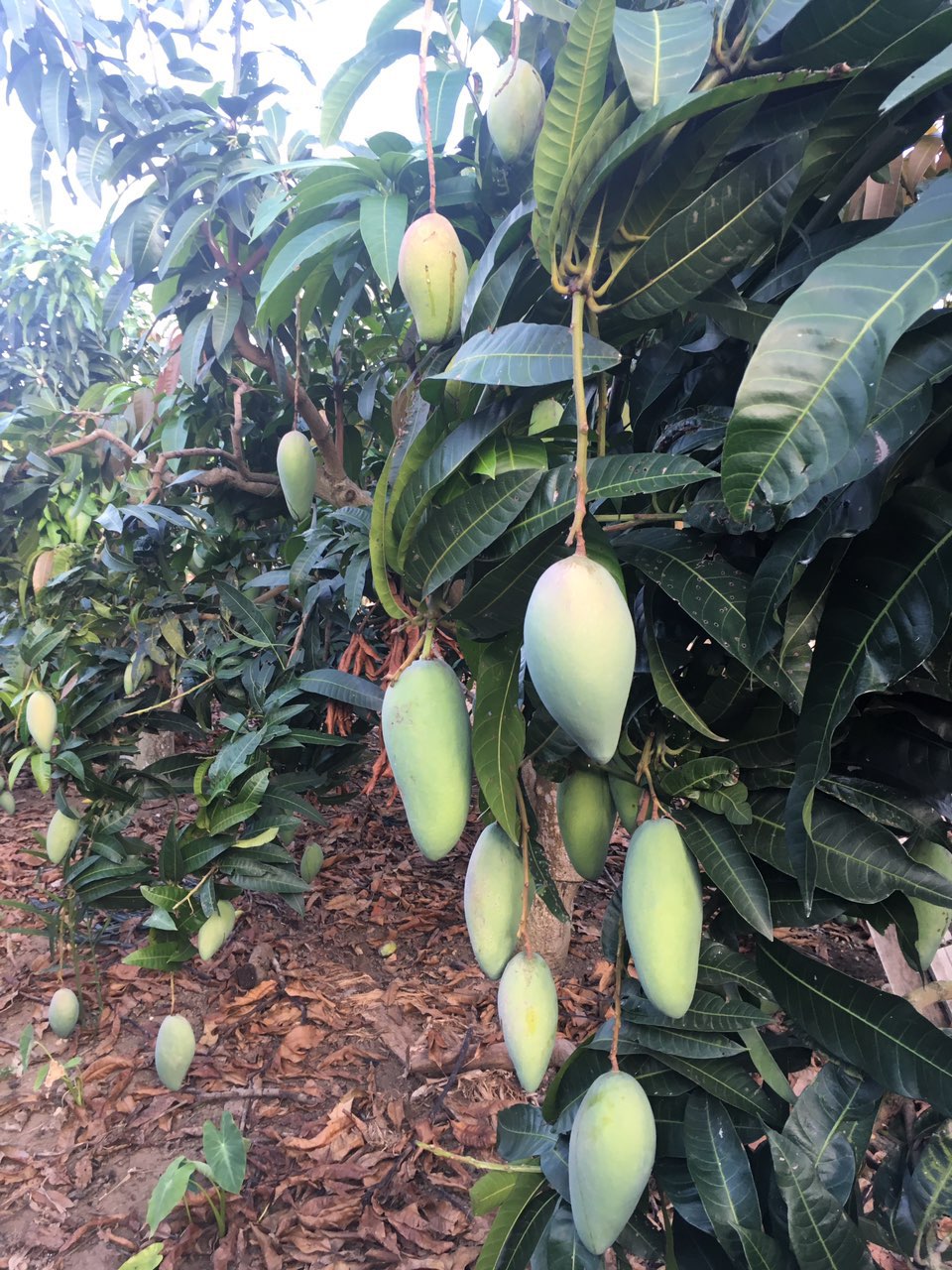 北海本地自家果园大金煌芒果欢迎到地采摘