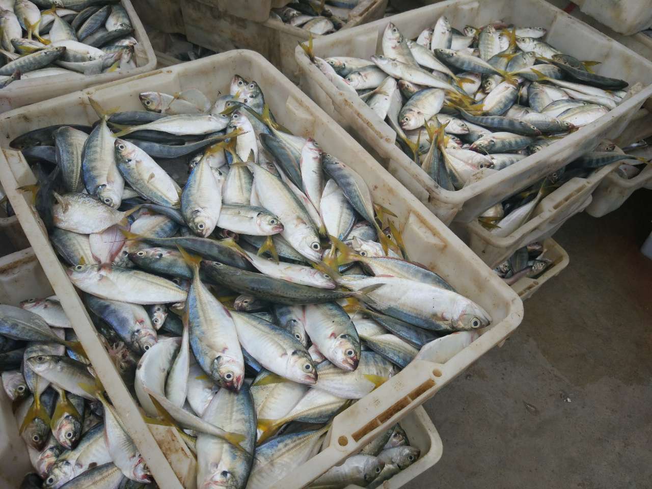 【滚动直播】劲爆头条!152斤龙顶鱼王在北海拍出27万高价!