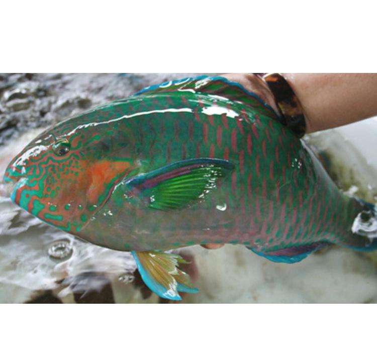 有人知道这种鱼叫什么鱼吗?