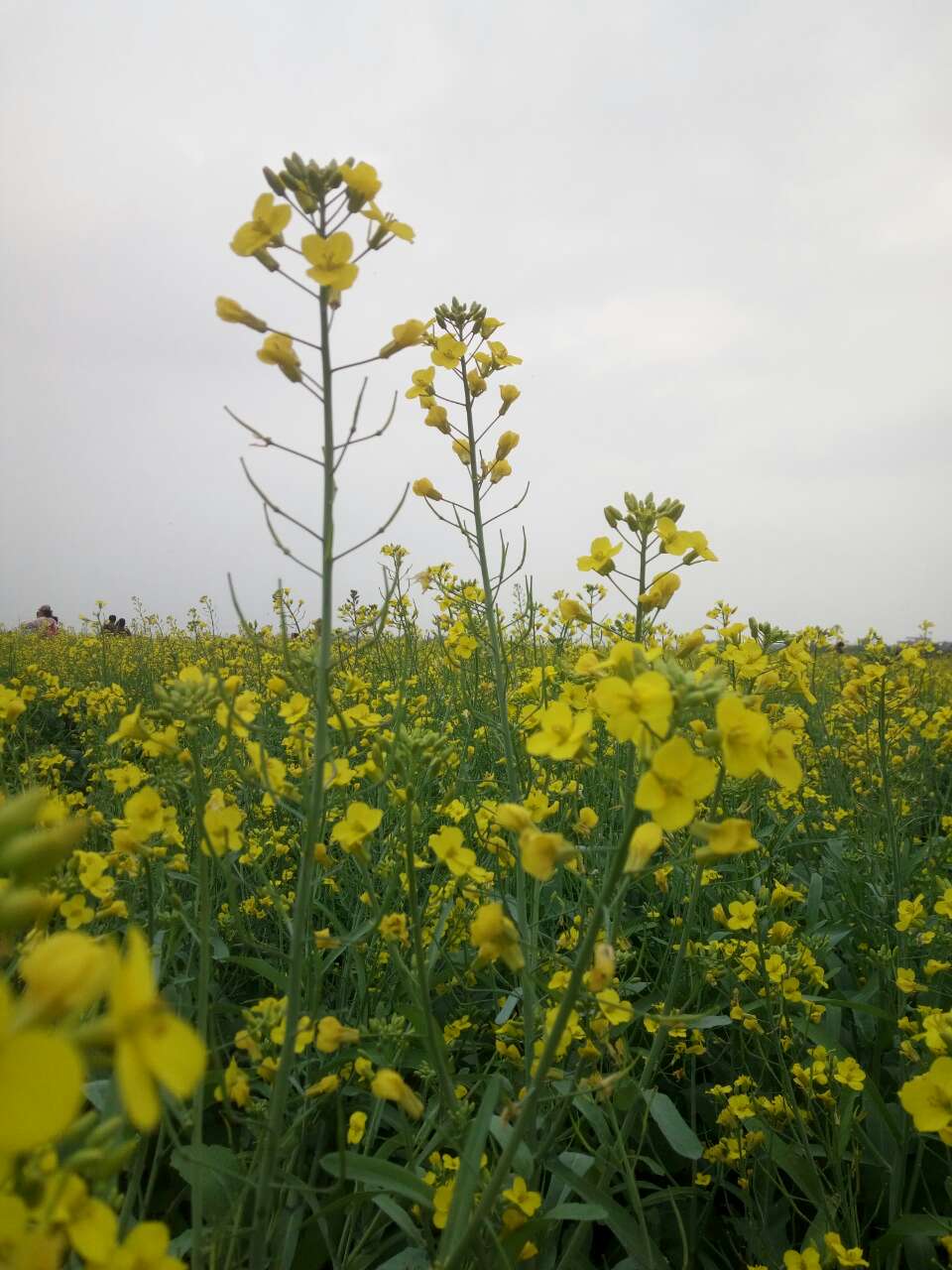 北海赤西村油菜花地址图片