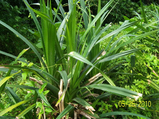 连载客家往事之一八十二香山鸡嘴荔枝
