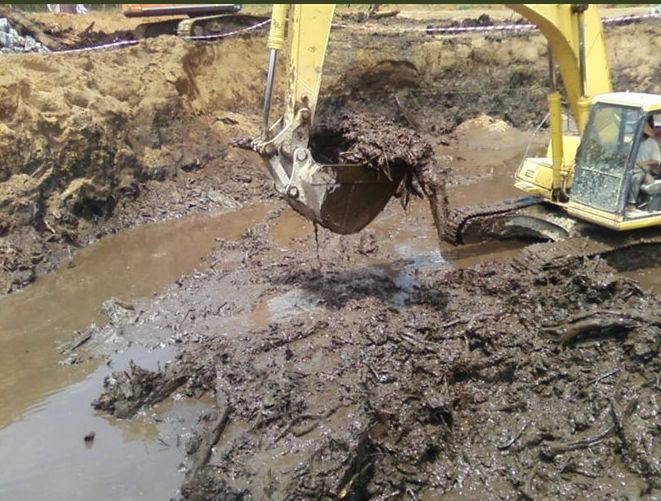 本工程队在玉铁高速公路南康镇一沼泽地清淤泥挖到了地下森林(图)