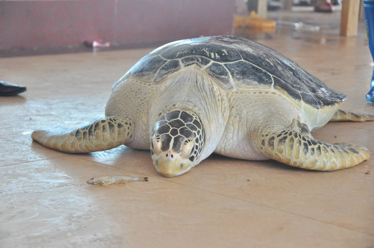 大龟头三斤重新海皇美食城在南万海域放生2只150多斤的百年老龟多图