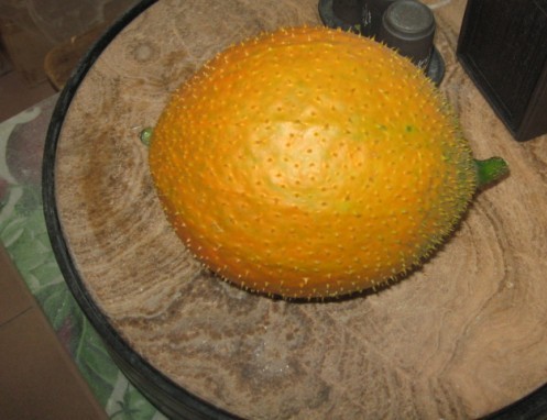 单位花圃的木鳖籽熟了.