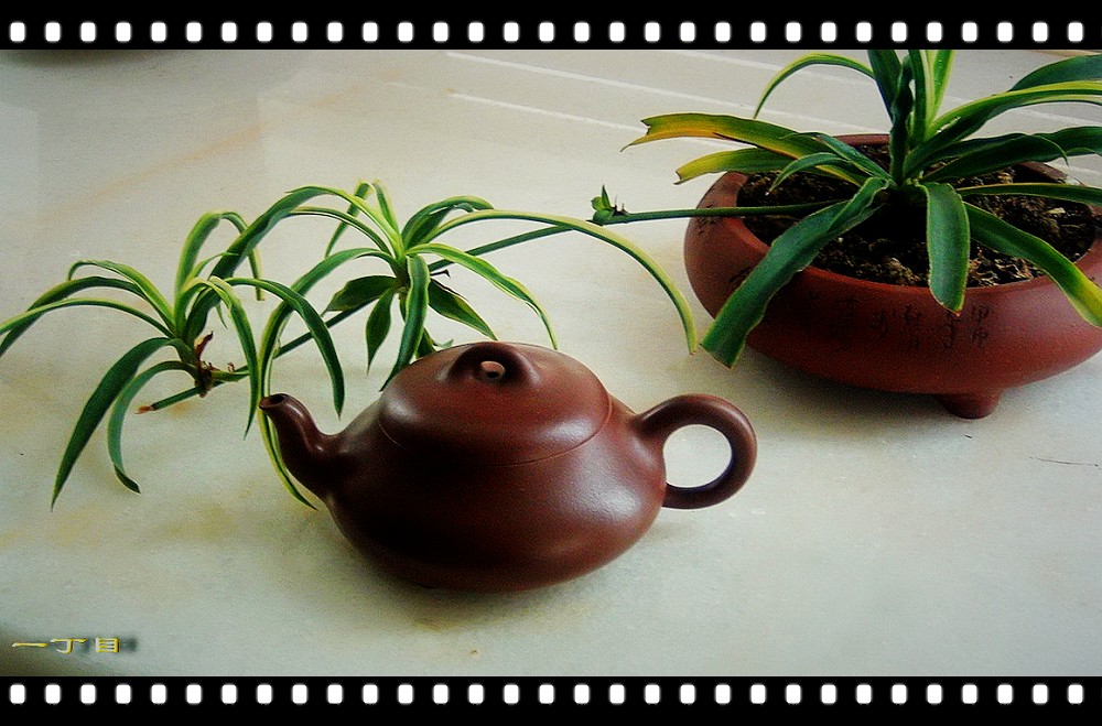 瓦壶天水菊花茶