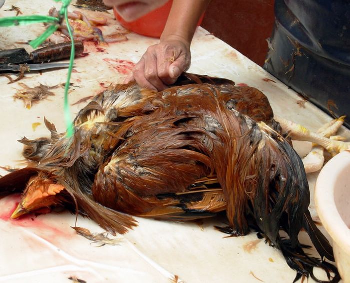 海仙提供的宰狗杀鸡的现场图片有点血惺怕血的不要进