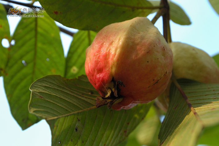 【香满总江胭脂红】总江番桃大丰收
