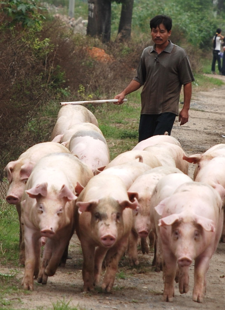 好多猪.