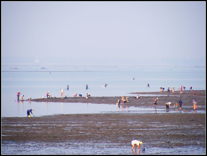 今天,我们赶海去