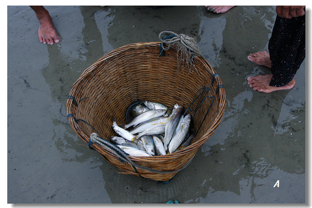 拉大网抓小鱼(银滩海边捕鱼多图)