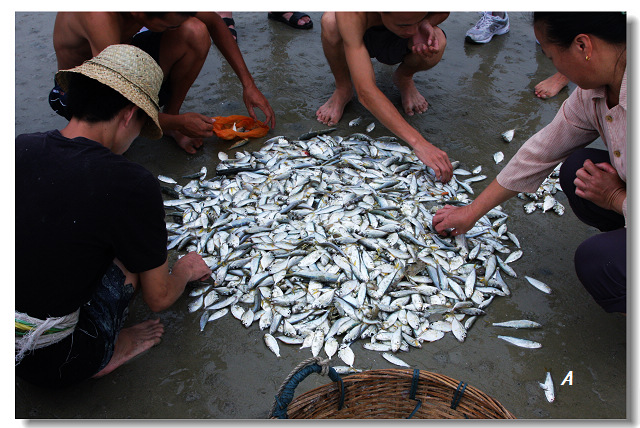 拉大网抓小鱼(银滩海边捕鱼多图)