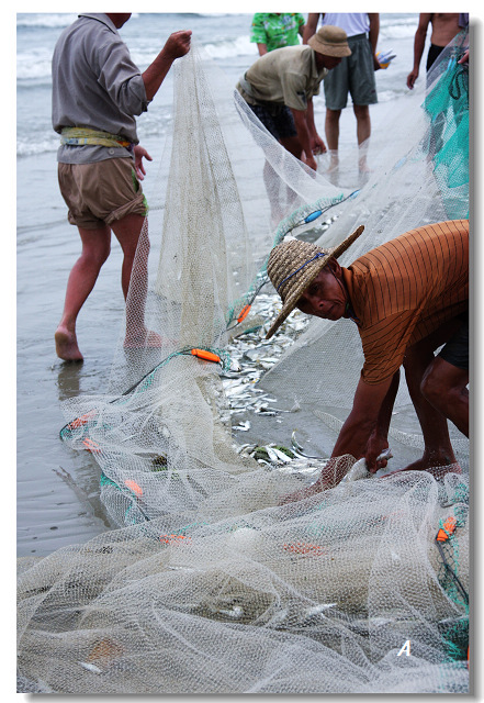活动召集103侨港海珠大酒店喝早茶拉大网活动圆满结束照片更新在第2页
