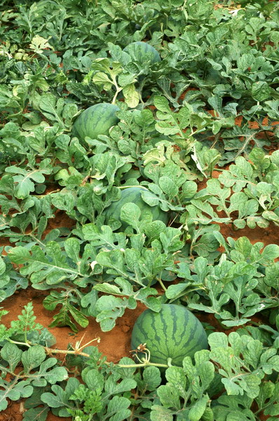 福成镇秋西瓜:瓜甜,货靓,价扬!