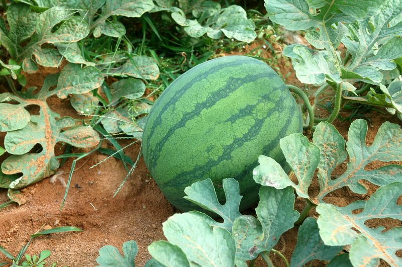 福成镇秋西瓜:瓜甜,货靓,价扬!