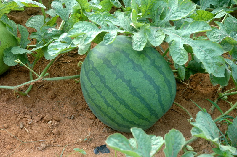 福成镇秋西瓜:瓜甜,货靓,价扬!