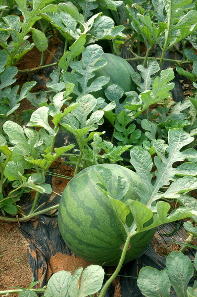 福成镇秋西瓜:瓜甜,货靓,价扬!