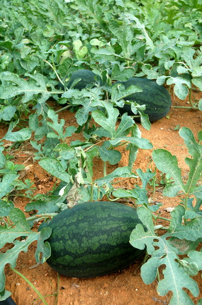 福成镇秋西瓜:瓜甜,货靓,价扬!