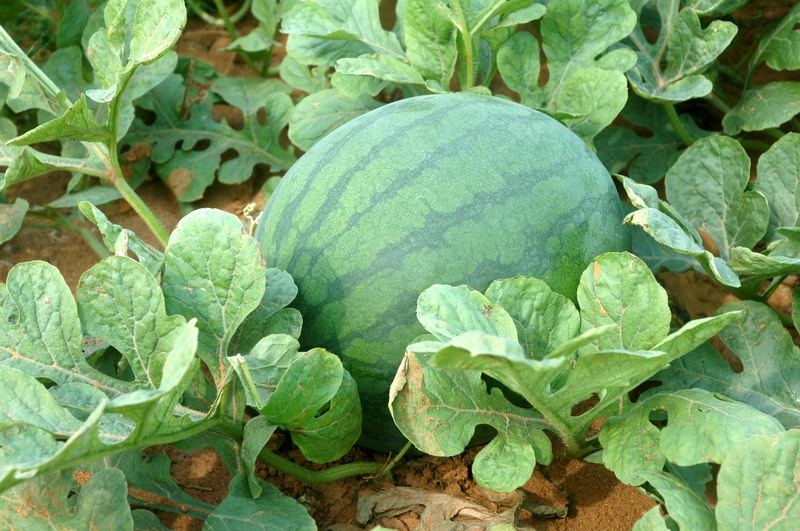 福成镇秋西瓜:瓜甜,货靓,价扬!