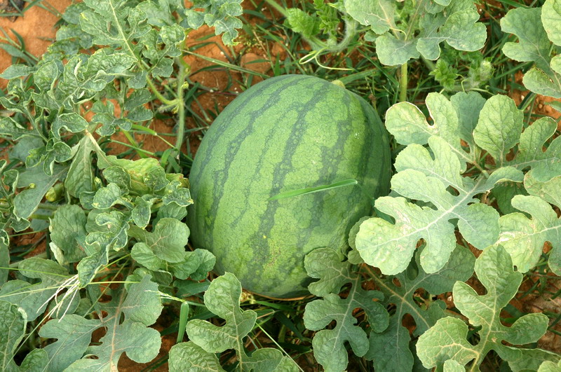 福成镇秋西瓜:瓜甜,货靓,价扬!