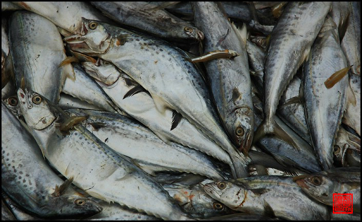 指间的流沙摄影手记之十四:船儿满港鱼满舱(休渔期后的侨港码头鱼市