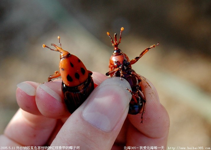 [2005.5.11] 今天下午目击在外沙销毁有红棕象甲的椰子树