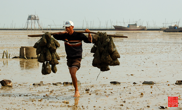 指间的流沙摄影手记之四十三:冬季珠乡采珠忙