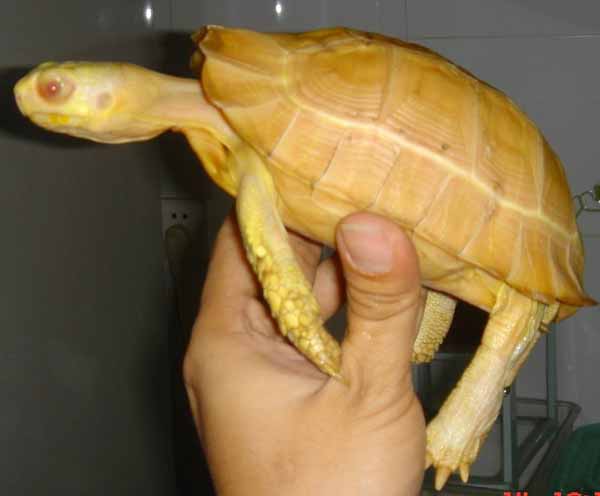 善待我们的缅甸陆龟(第2页开始上缅甸靓图)