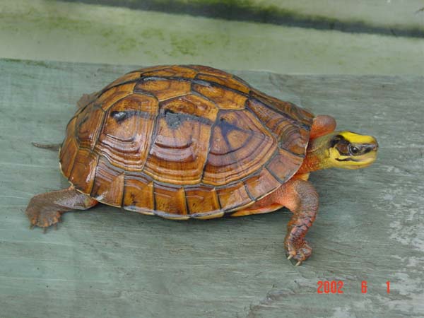 我们常见到的东南亚龟